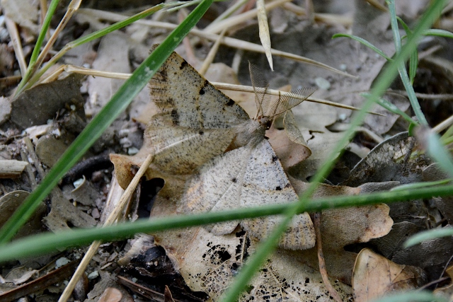 Falena dalle antenne a pettine: Selidosema brunnearia - Geometridae